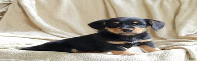 Otto