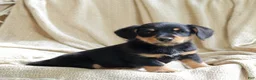 Mixed Breed dogs for sale: Otto - Ad 1