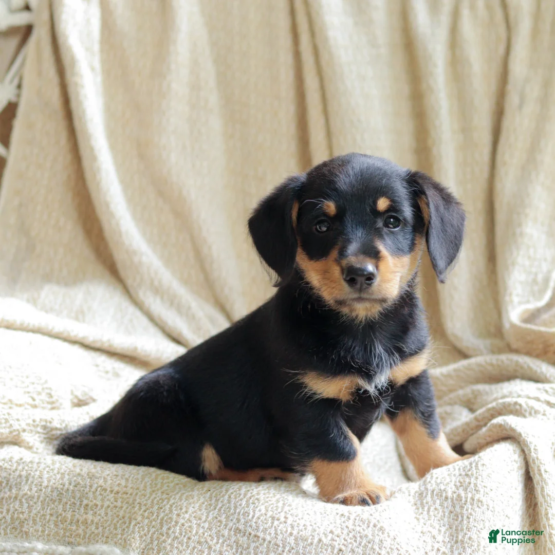 Mixed Breed dogs for sale: Otto - Ad 1