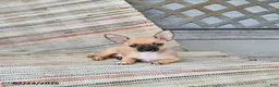 Chihuahua dogs for sale: Caleb - Ad 3
