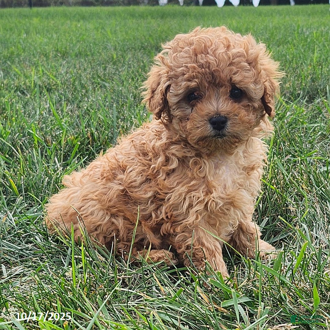Cavapoo dogs for sale: Jake - Ad 13