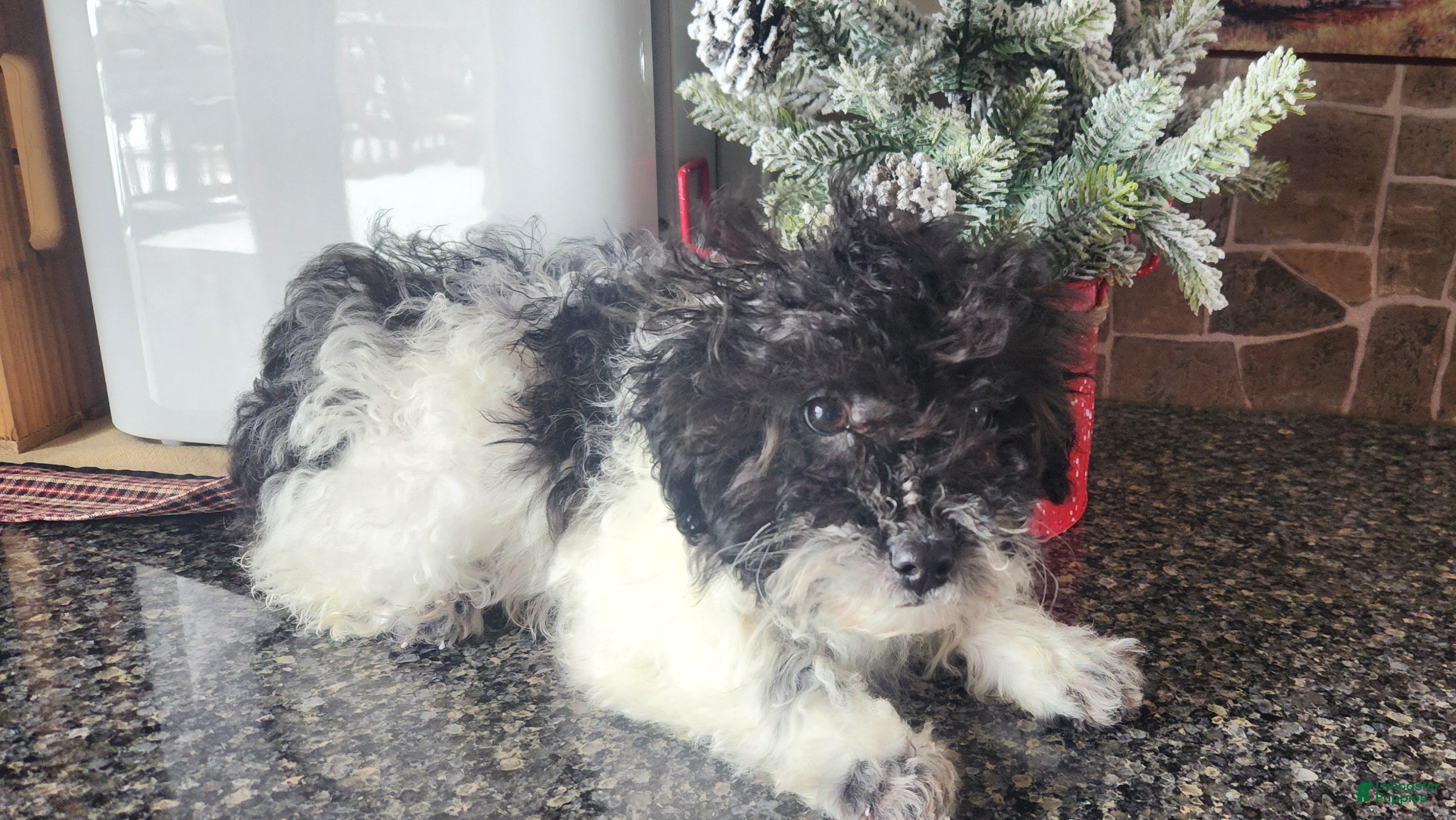 Miniature Poodle dogs Mylah - Ad 2