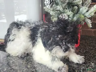 Miniature Poodle dogs Mylah - Ad 2