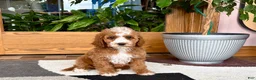 Cavapoo dogs for sale: Cavapoo female 1 - Ad 6
