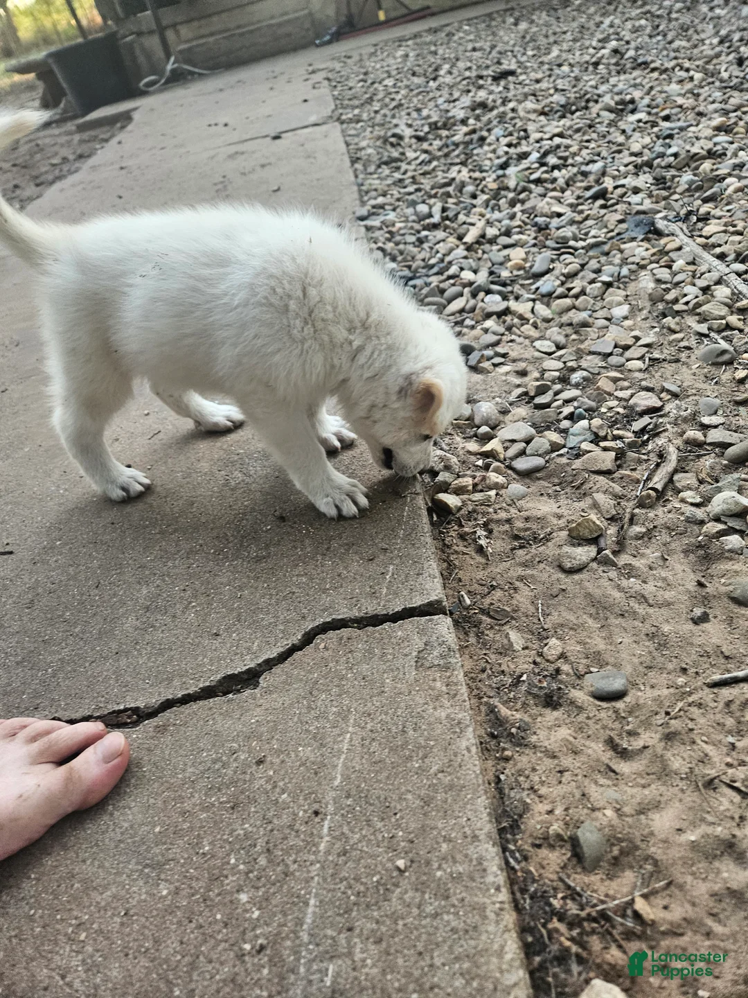 Mixed Breed dogs for sale: Mixed Breed 2 - Ad 16