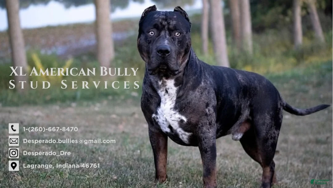 American Bully dogs for stud: ABKC XL American Bully Stud - CGC Certified - Ad 9