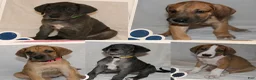 Great Dane dogs for sale: Great Dane 3 - Ad 3