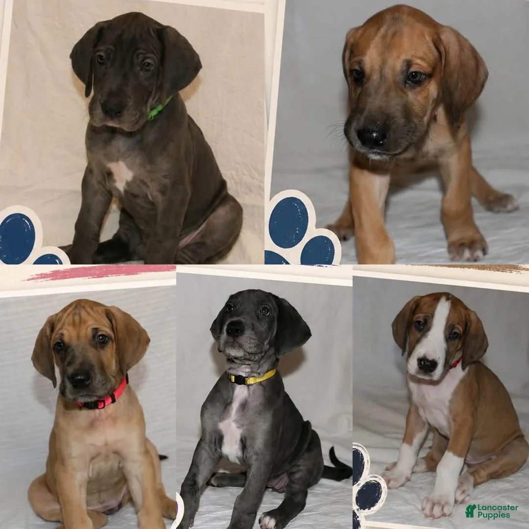 Great Dane dogs for sale: Great Dane 3 - Ad 3