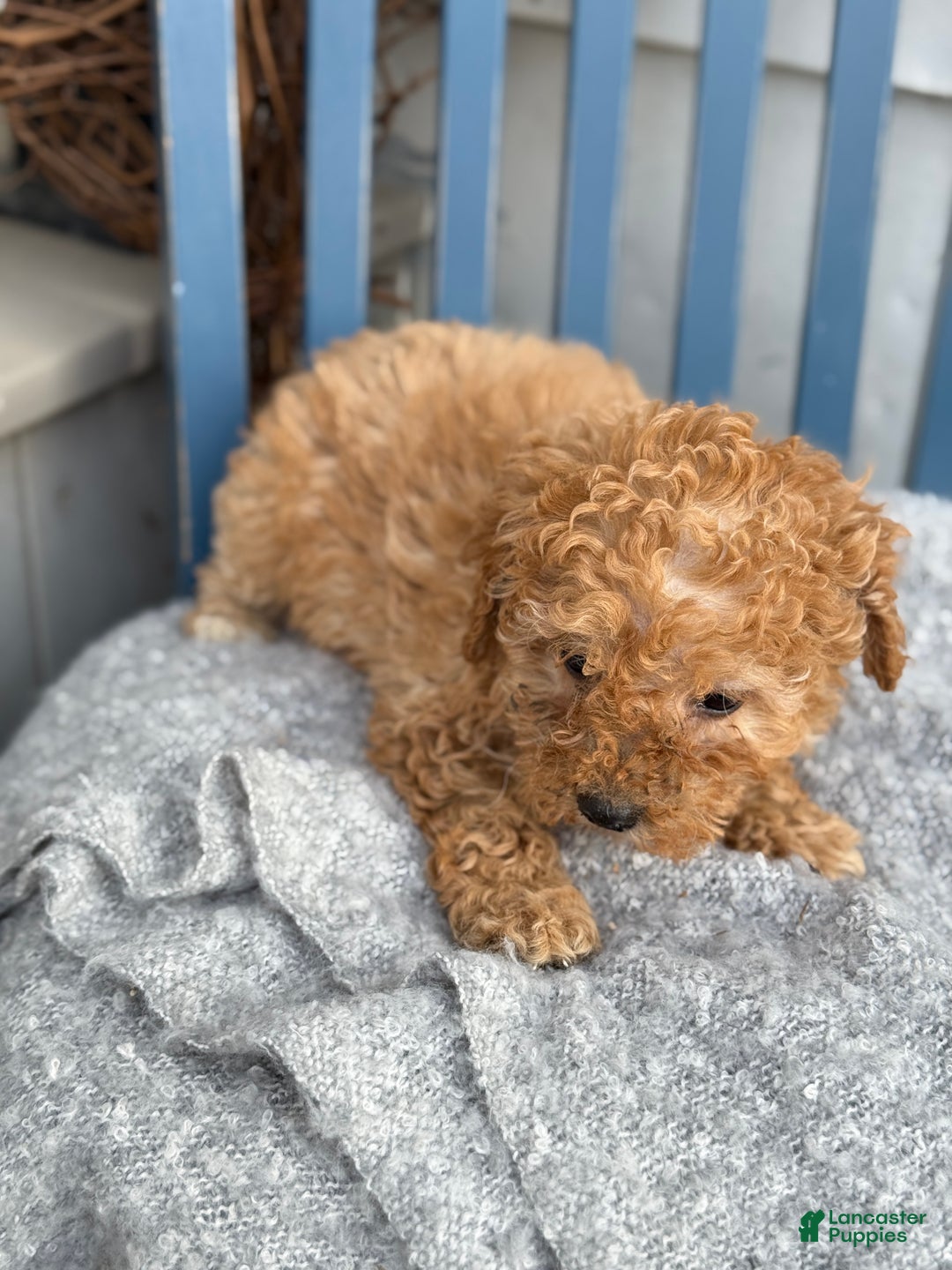Toy Poodle dogs for sale: Oaks - Ad 6