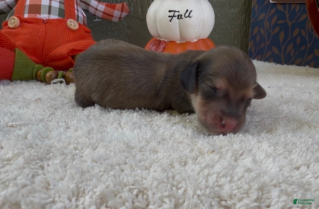 Miniature Dachshund dogs Dolly - Ad 2