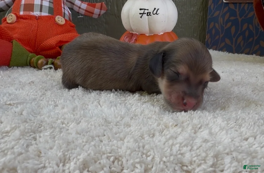 Miniature Dachshund dogs for sale: Dolly - Ad 2