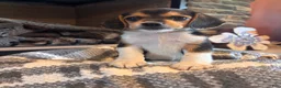 Beagle dogs for sale: Luna - Ad 8