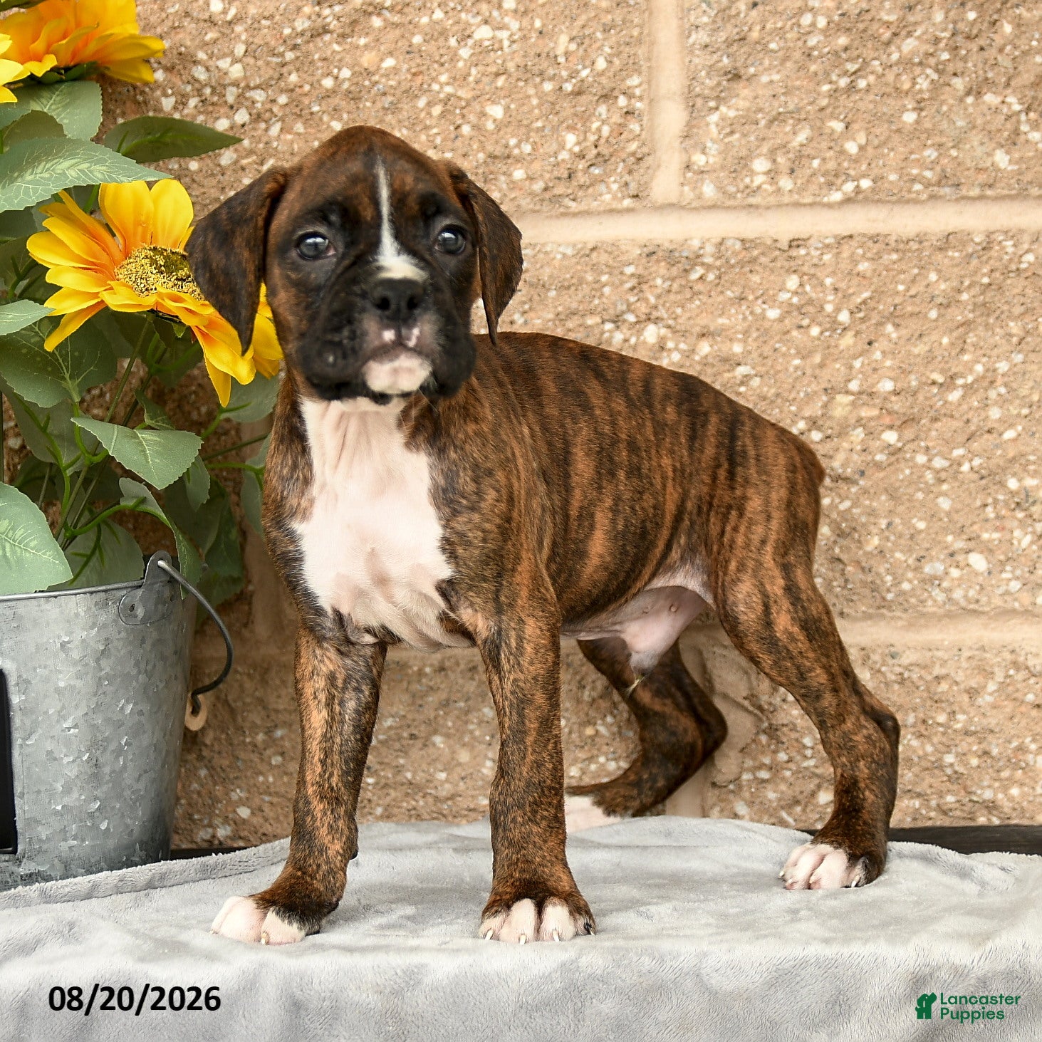 Boxer dogs Braxton - Ad 2