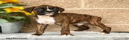 Boxer dogs for sale: Braxton - Ad 2