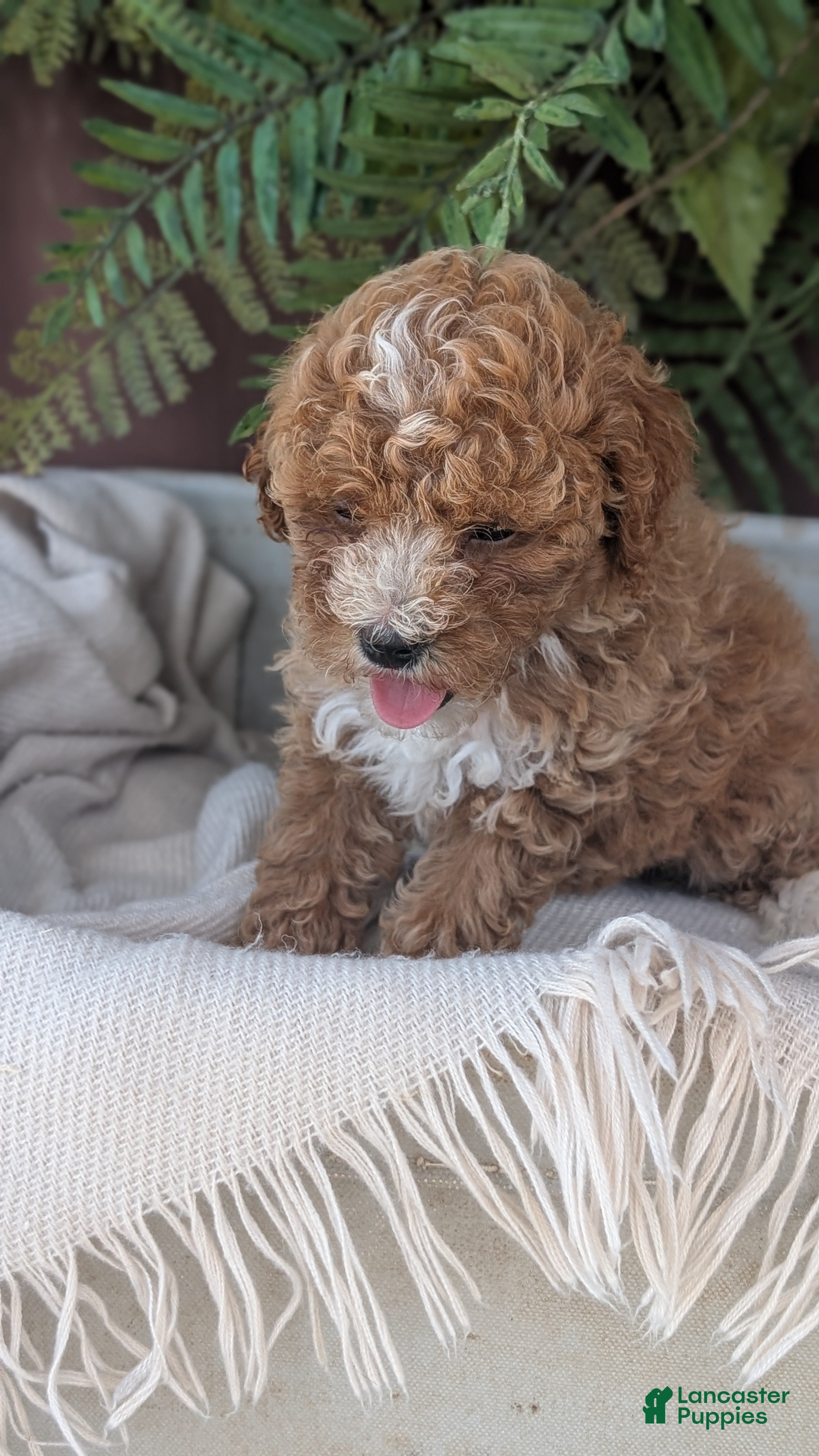 Cockapoo dogs Heaven - Ad 2