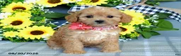 Cavapoo dogs for sale: Tulip - Ad 3