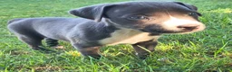 American Pit Bull Terrier dogs for sale: Chilli - Ad 3