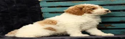 Miniature Poodle dogs for sale: Mitch - Ad 3