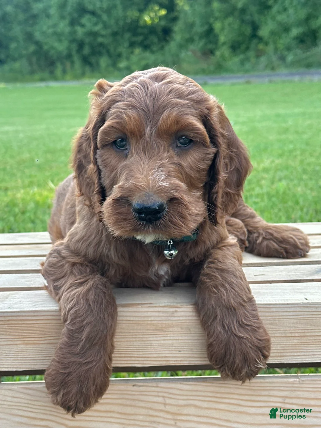 Irish Doodle dogs for sale: Finnley - Ad 1