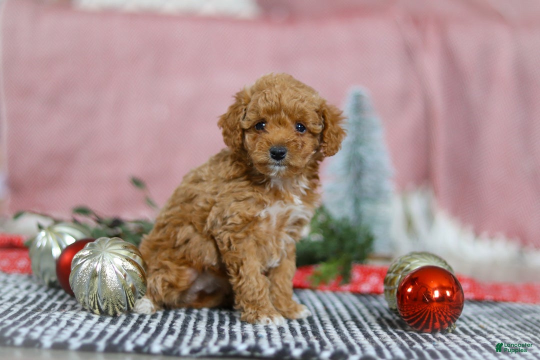 Miniature Poodle dogs for sale: Nova - Ad 4