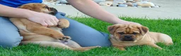 Mixed Breed dogs for sale: Sammy  - Ad 3