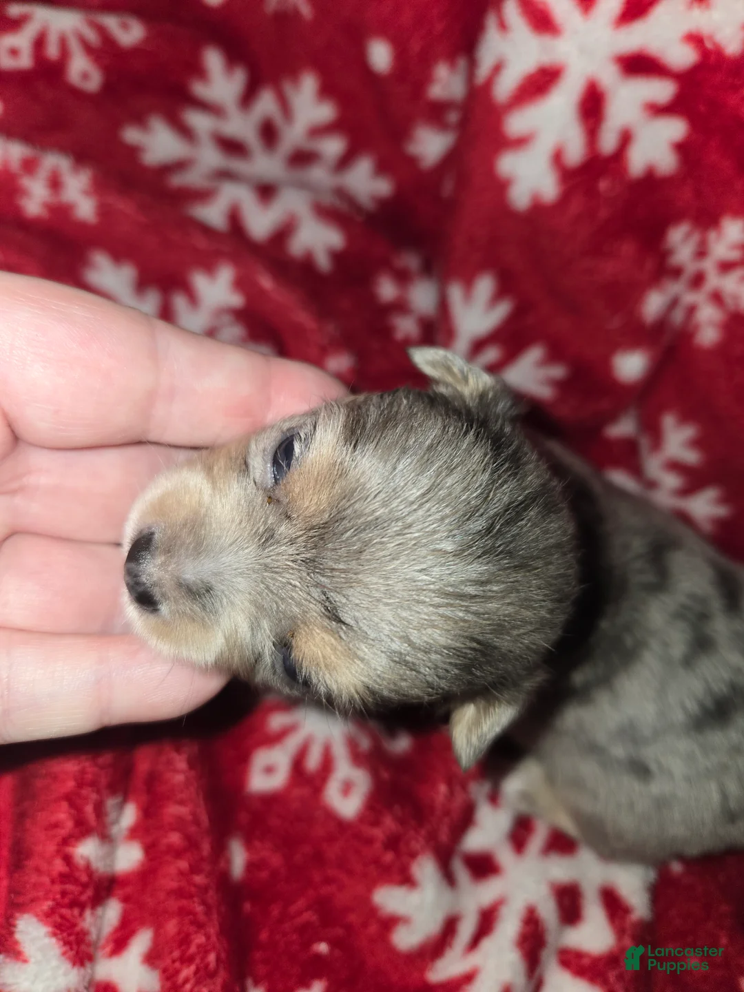Chihuahua dogs for sale: Long Hair Merle Boy - Ad 1