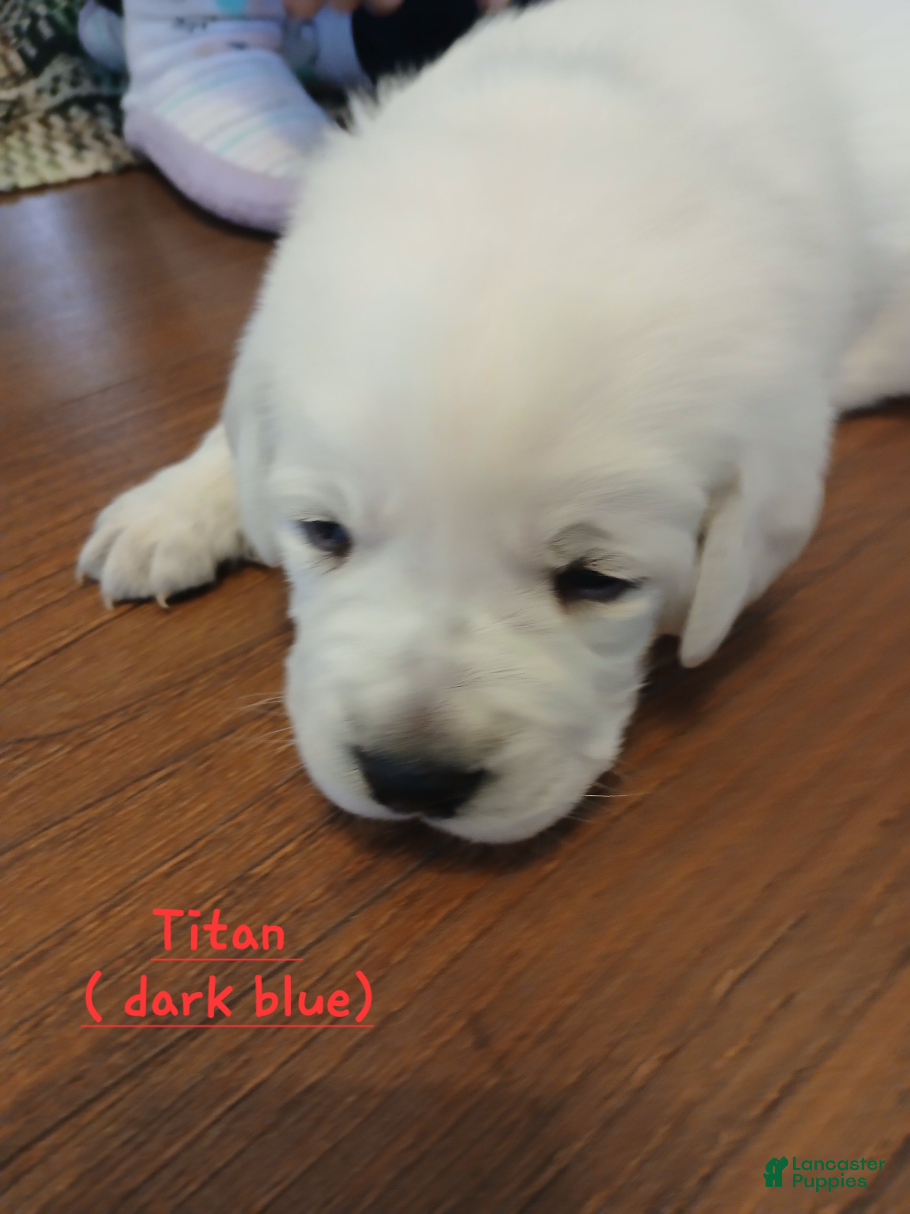 Labrador Retriever dogs Titan - Ad 1