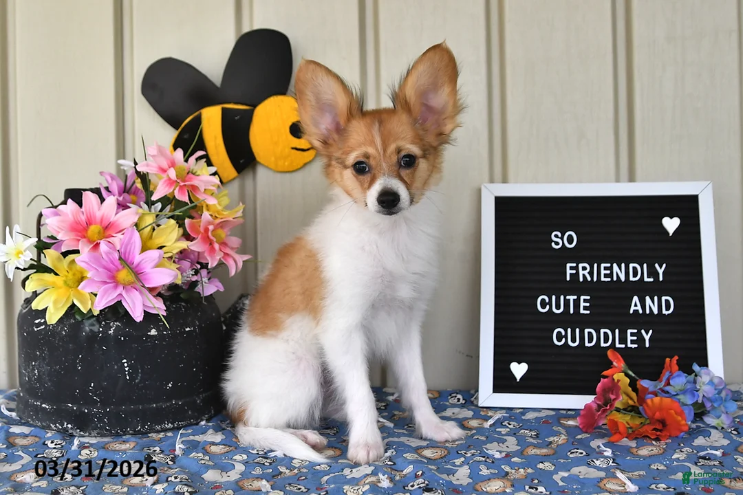 Papillon dogs for sale: Dylan - Ad 1