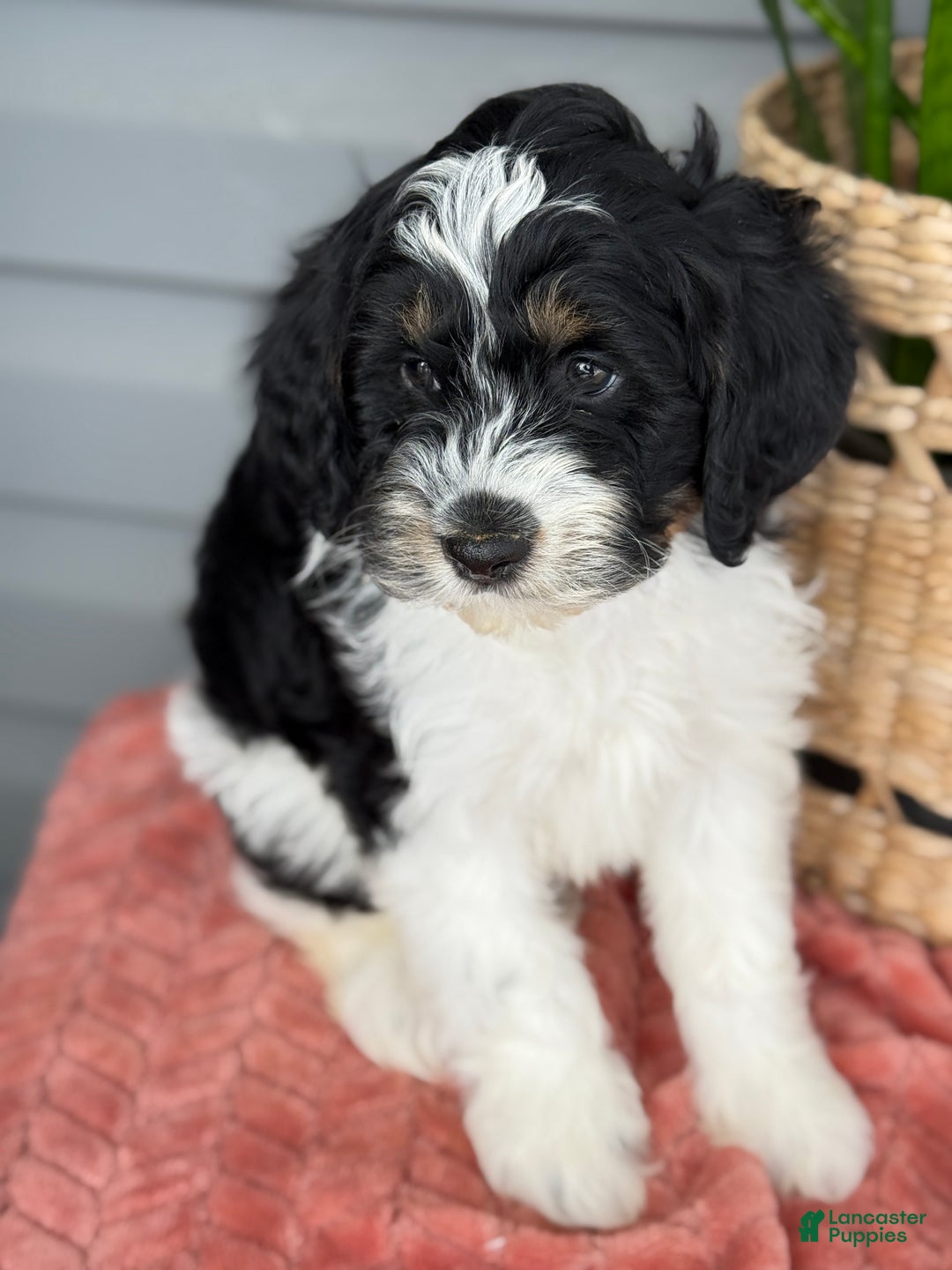 Mini Bernedoodle dogs for sale: Fenway - Ad 6