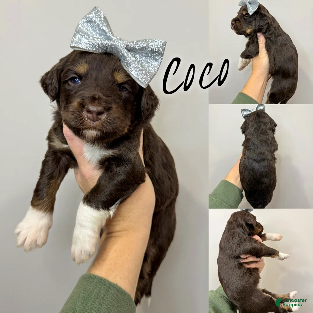 Aussiedoodle dogs for sale: Coco - Standard F1  - Ad 3