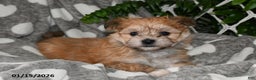 Havanese dogs for sale: Cactus - Ad 2