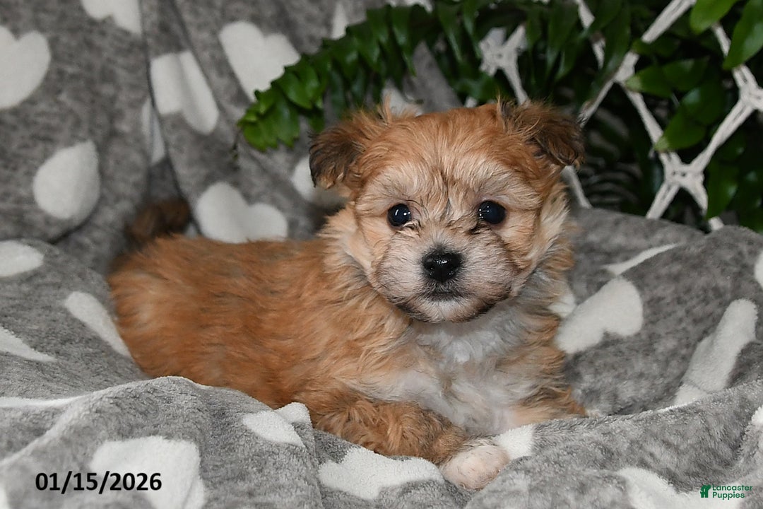 Havanese dogs for sale: Cactus - Ad 2