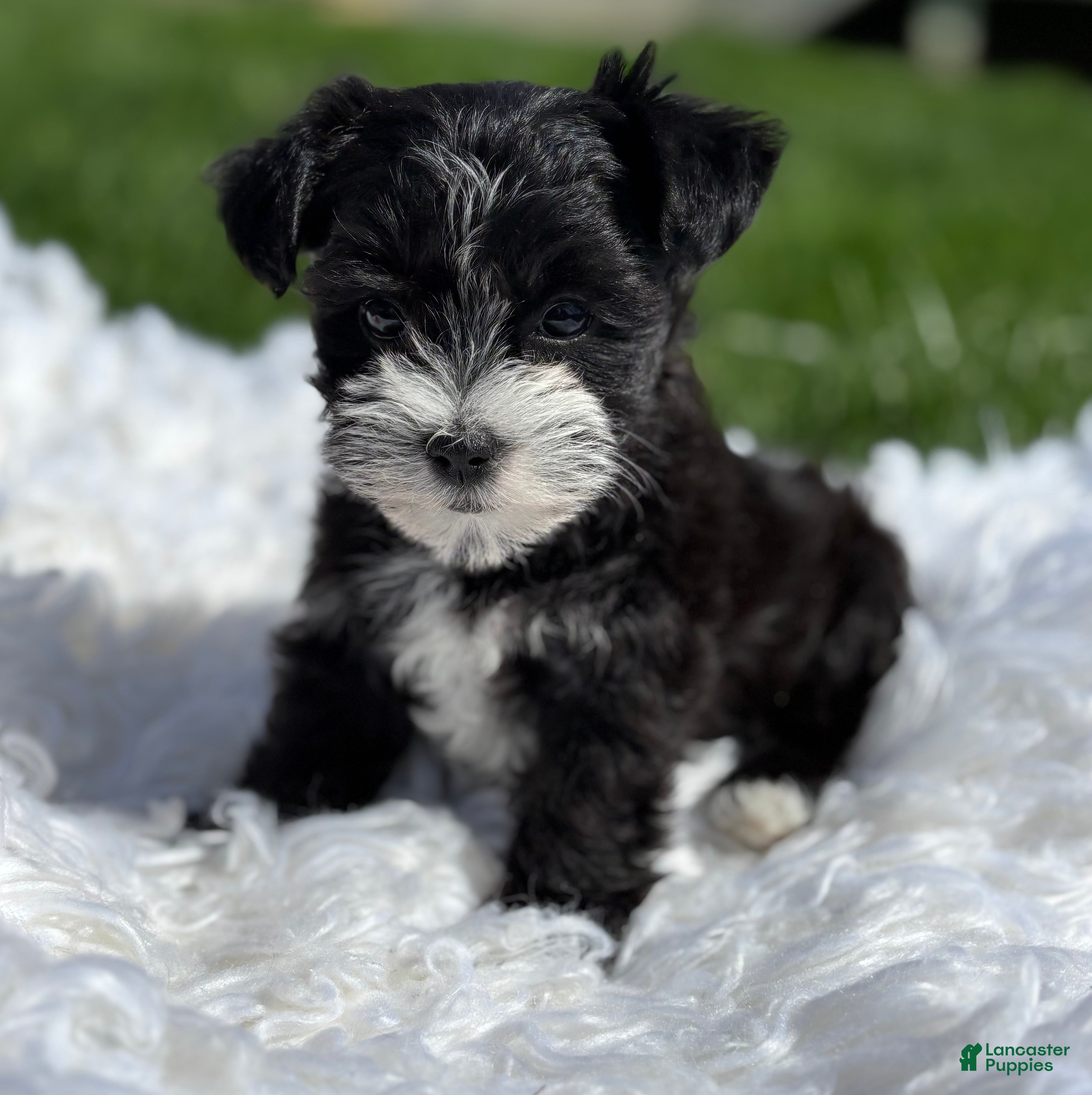 Morkie dogs Dixie - Ad 2