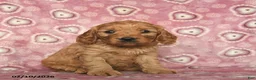 Cavapoo dogs for sale: Rusty  - Ad 3
