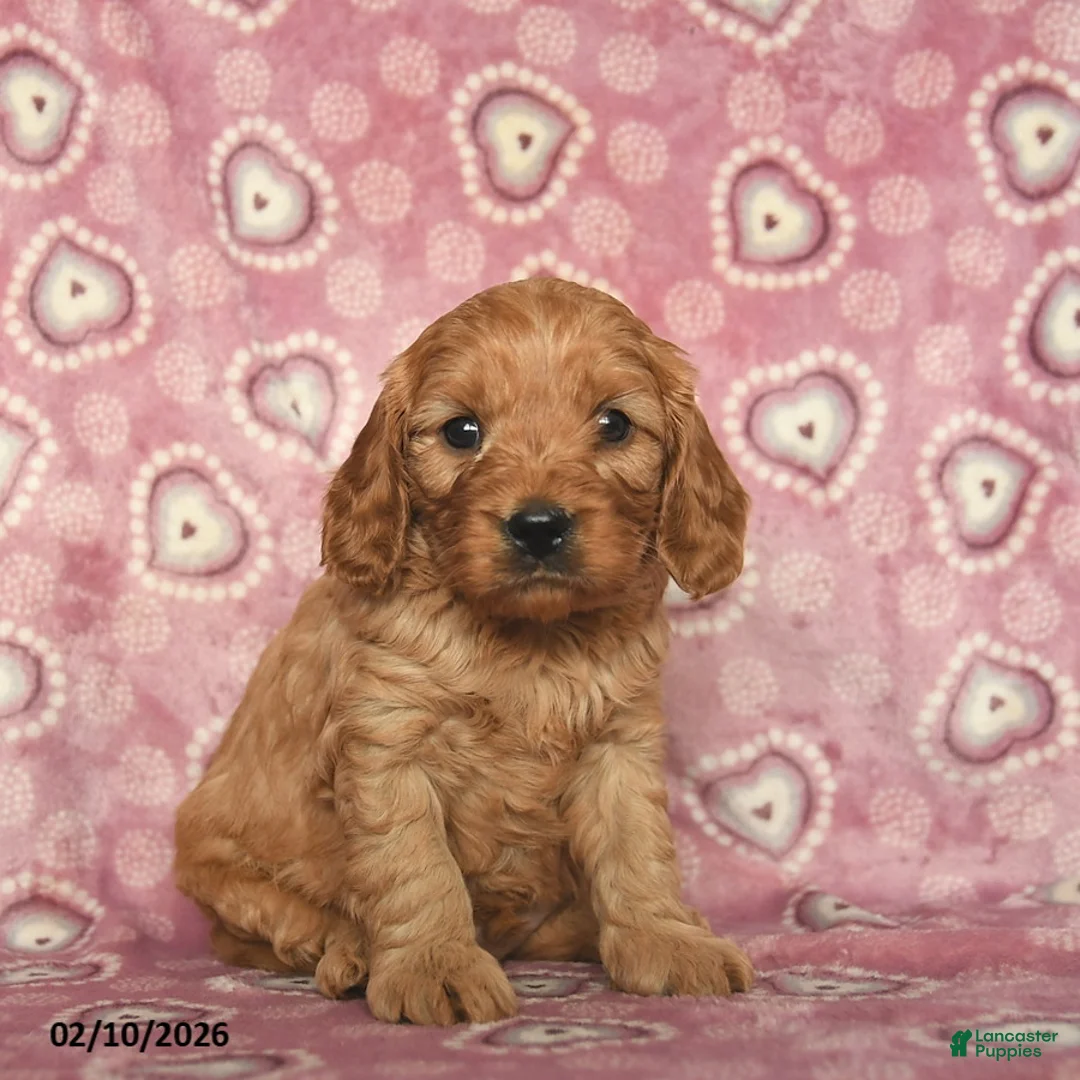 Cavapoo dogs for sale: Rusty  - Ad 3