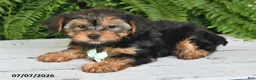 Yorkshire Terrier dogs for sale: Franklin - Ad 2