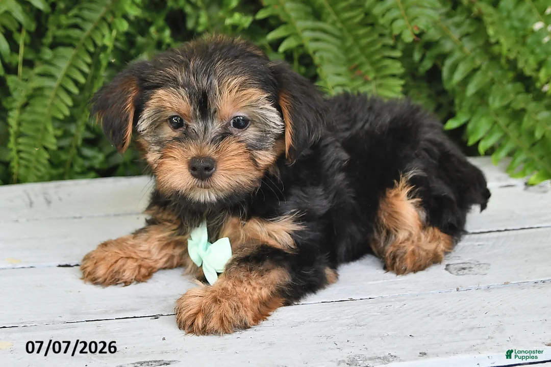 Yorkshire Terrier dogs for sale: Franklin - Ad 2