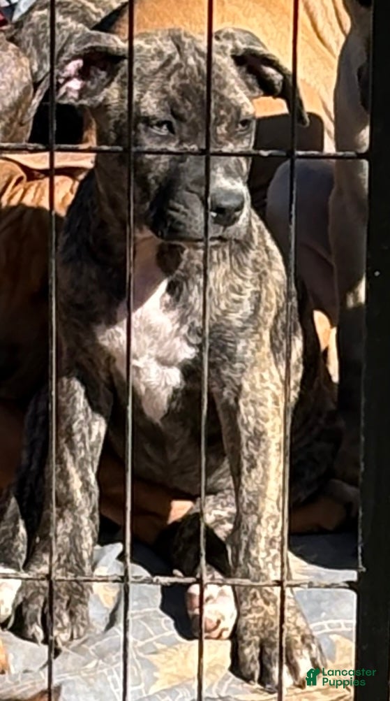 Mixed Breed dogs for sale: Dancer - Ad 23