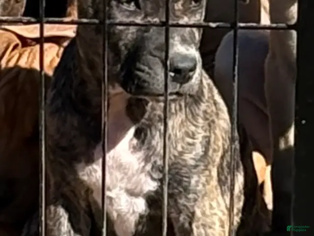 Mixed Breed dogs for sale: Dancer - Ad 23