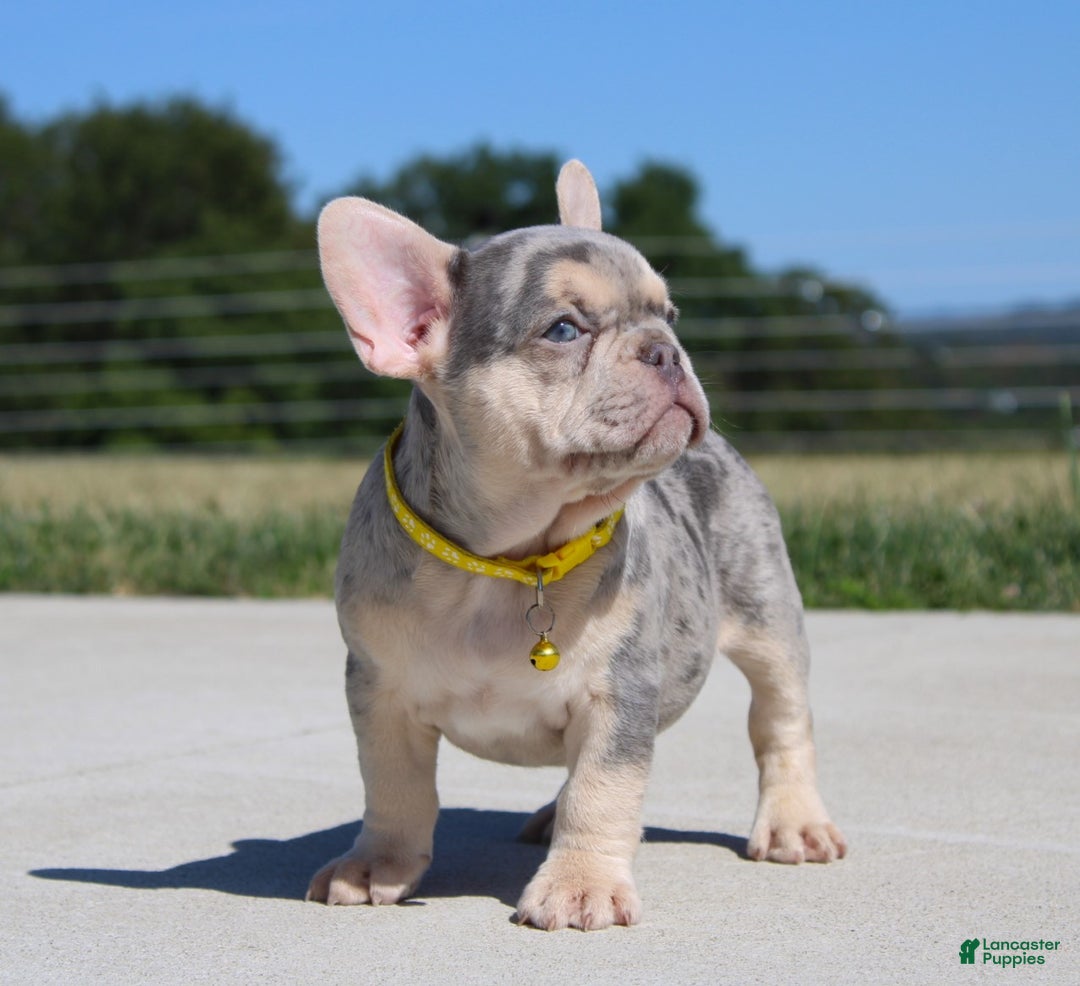 Miami Florida French Bulldog Puppies For Sale Craigslist French