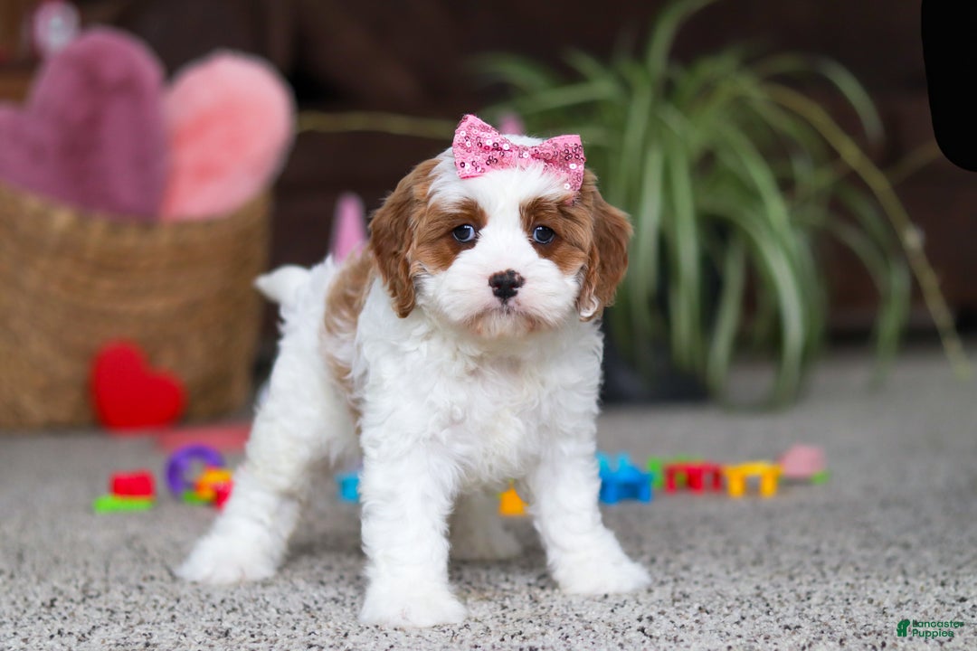 Cavapoo dogs for sale: Lucy - Ad 4