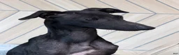 Italian Greyhound dogs for sale: Skylar - Ad 4