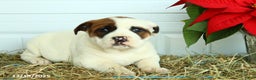 Mixed Breed dogs for sale: Lulu - Ad 1