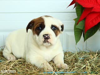 Mixed Breed dogs Lulu - Ad 16