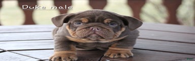 English Bulldog Puppy 4