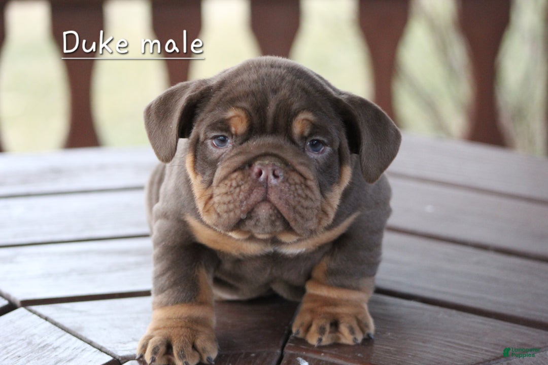 English Bulldog dogs for sale: English Bulldog Puppy 4 - Ad 1