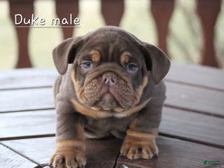 English Bulldog dogs English Bulldog Puppy 4 - Ad 35