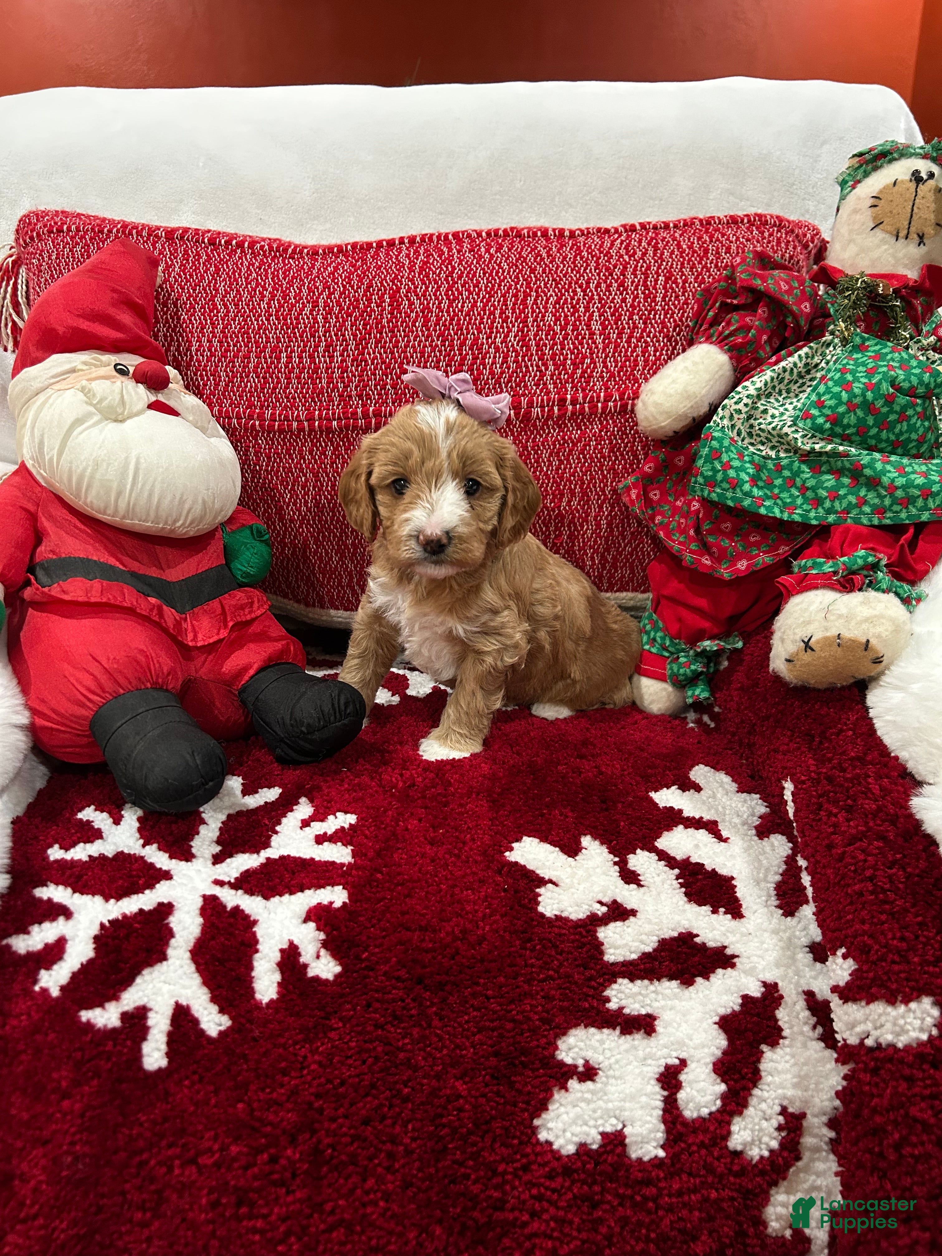 Mini Goldendoodle dogs Petite Mini Goldendoodle Sadie - Ad 2