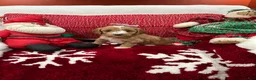 Mini Goldendoodle dogs for sale: Petite Mini Goldendoodle Sadie - Ad 2