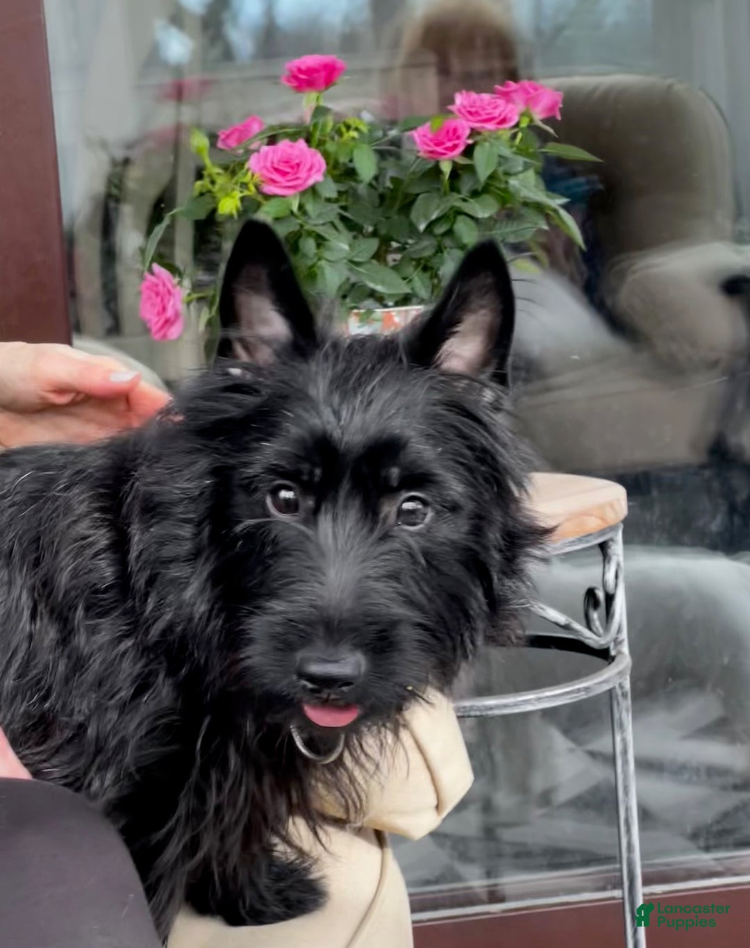 Scottish Terrier dogs for sale: Scottish Terrier Puppy 2 - Ad 3